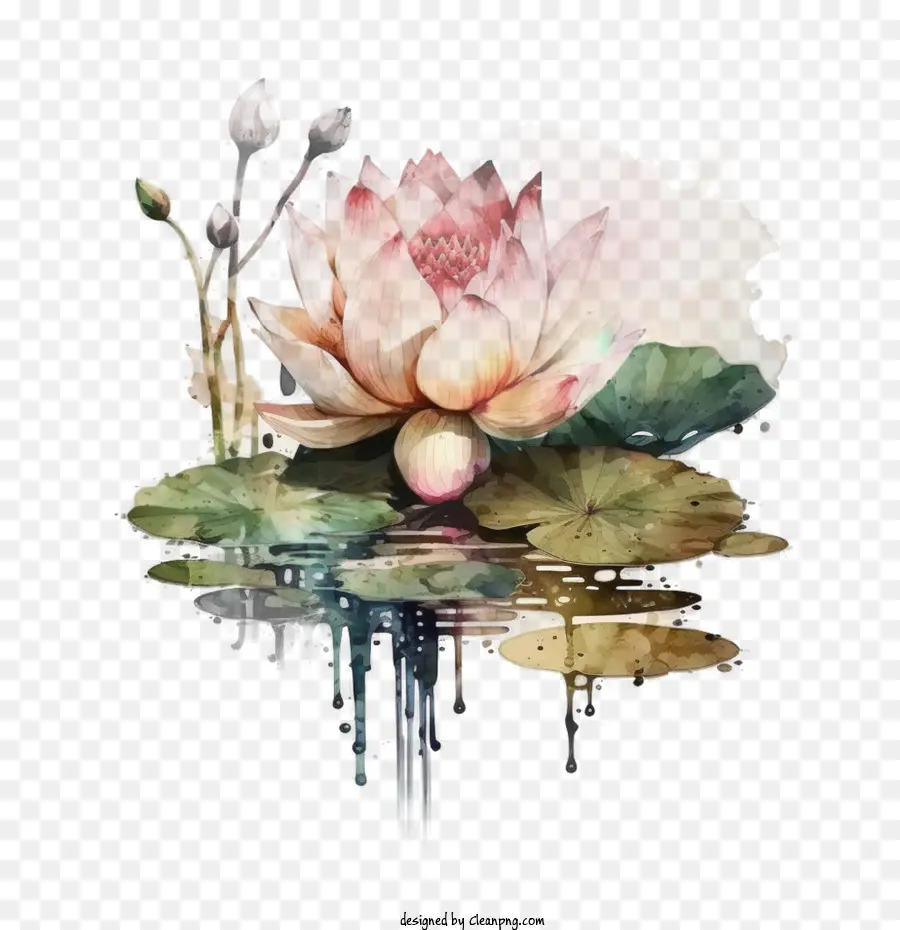 Lotus Aquarelle，Feuilles De Lotus PNG