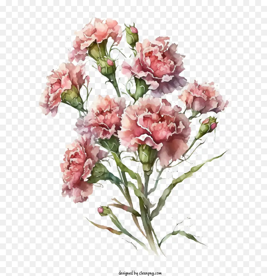 Carnation D'aquarelle，Oeillet Rose PNG