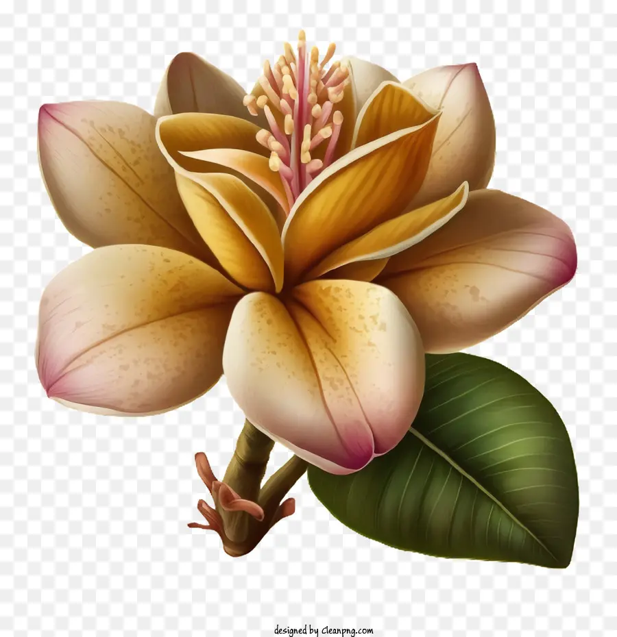 Dessin Animé Champa，Fleur De Champa PNG