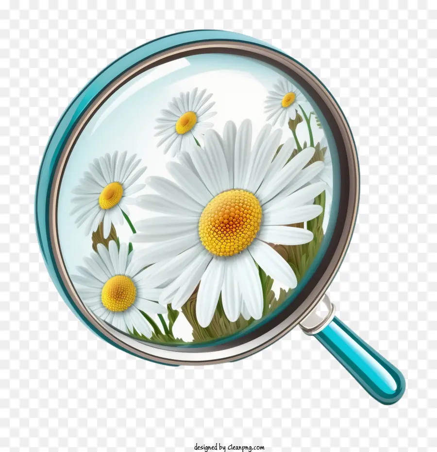 Loupe，Marguerite PNG