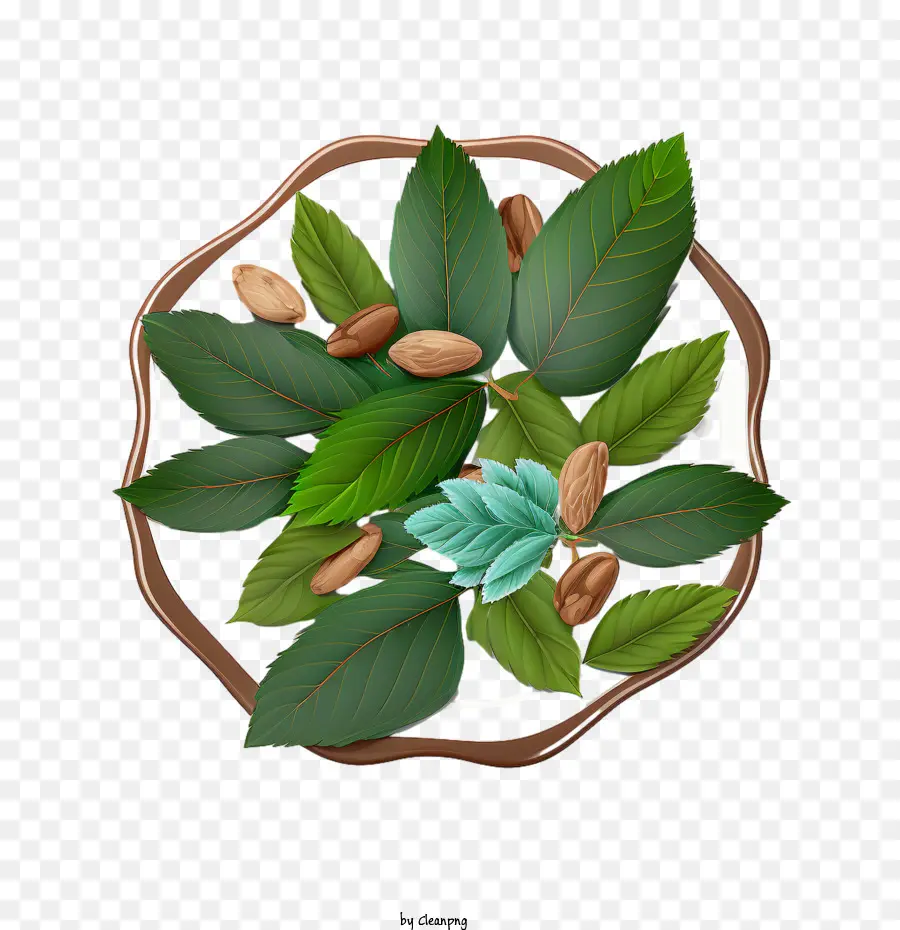 Amandes，Feuilles PNG