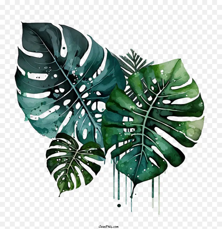 Feuille De Monstera Vintage，Feuille De Monstera PNG