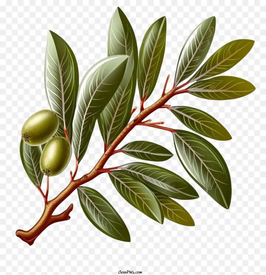 Vert Olive，Olives PNG