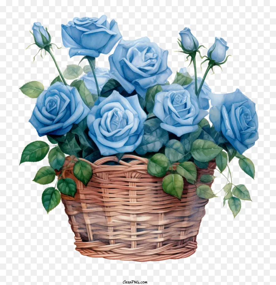 Rose Bleue Aquarelle，Fleurs De Rose Dans Le Panier PNG