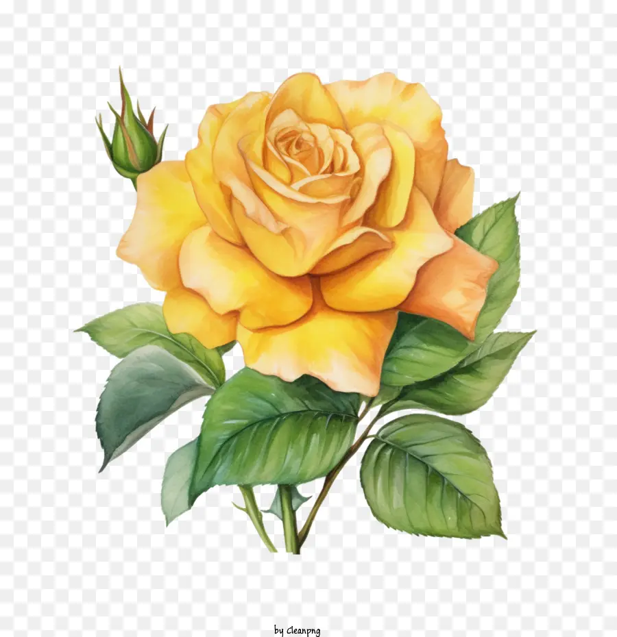 Rose Jaune，Aquarelle Rose Jaune PNG