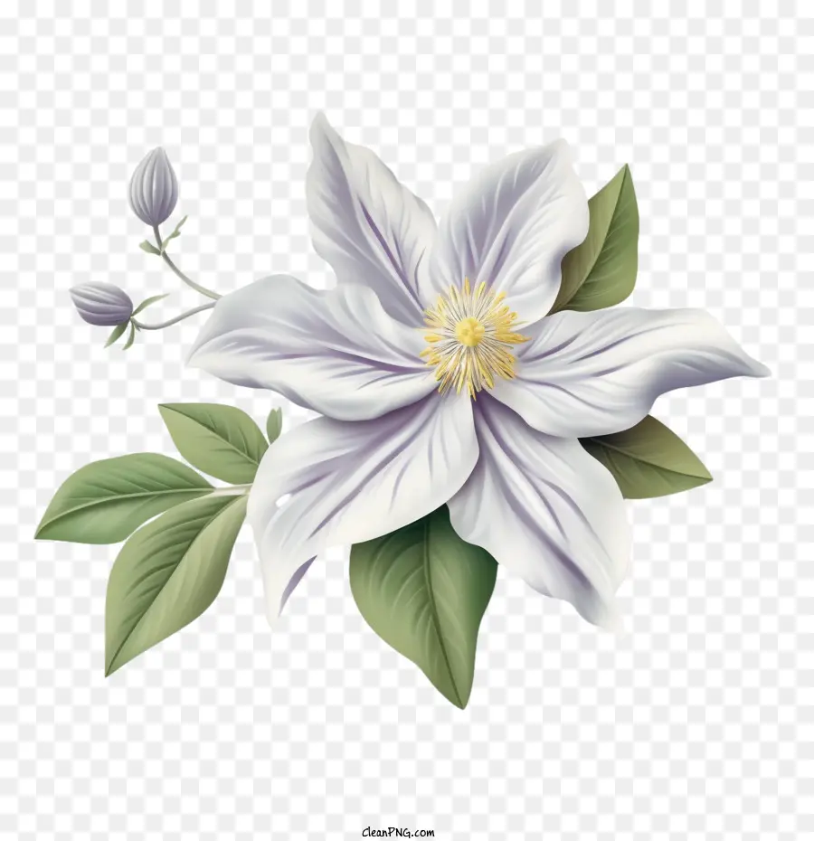 Fleur De Clématite，Clématite PNG