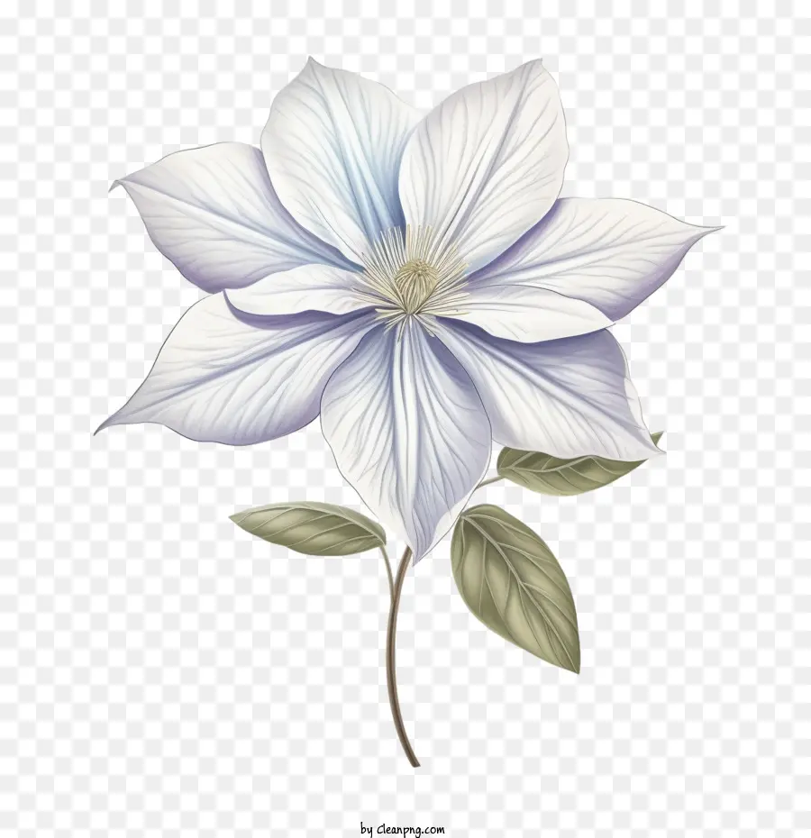 Fleur De Clématite，Clématite PNG