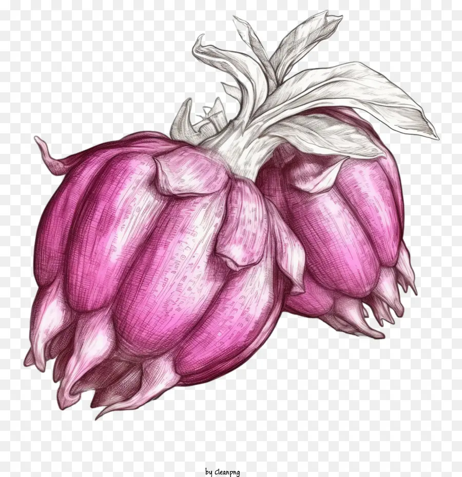 Fruit Du Dragon，Fleur Rose PNG