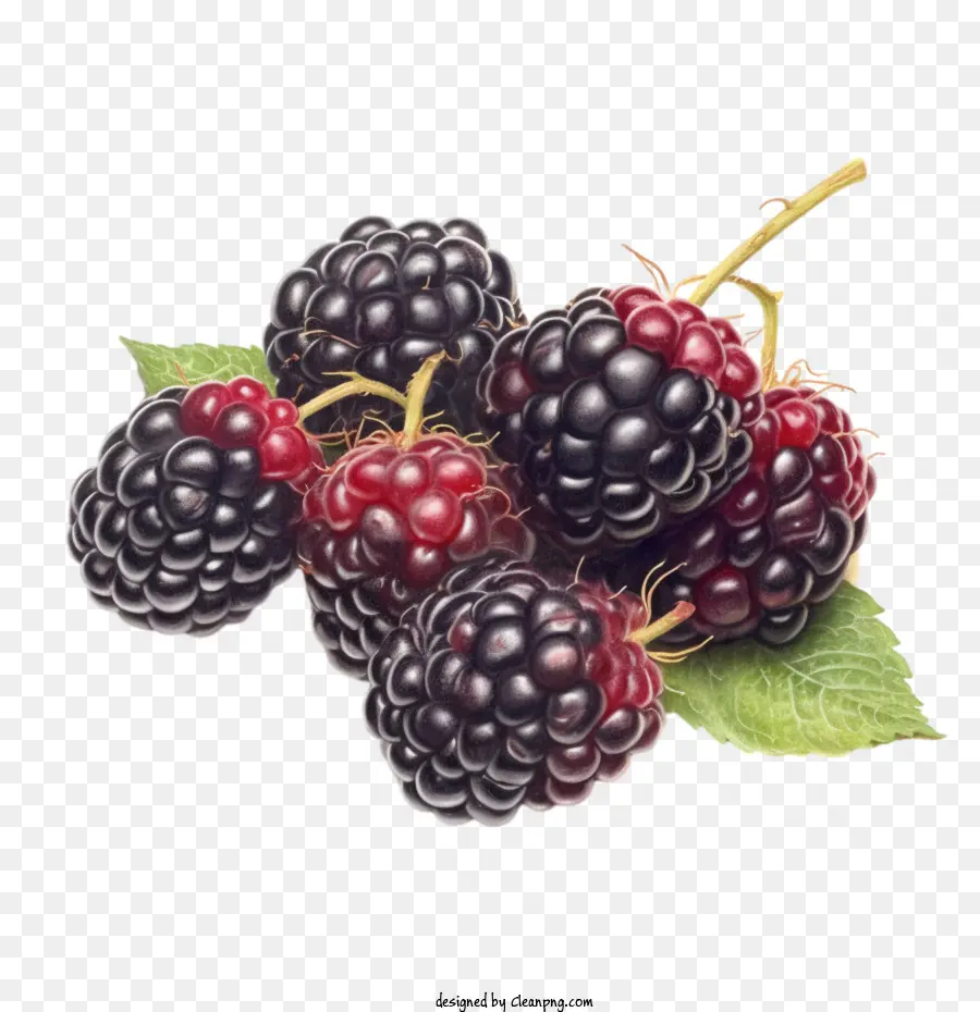 Blackberry，Blackberry Fruits PNG