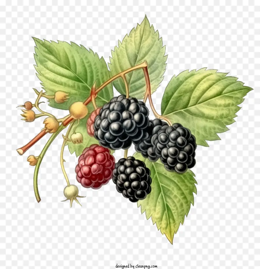 Blackberry，Blackberry Fruits PNG