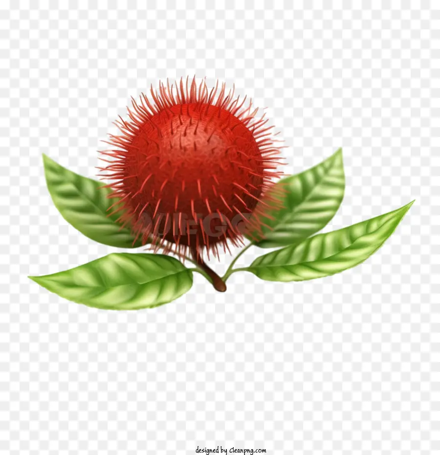 Le Ramboutan，Fruit Du Rambutan PNG