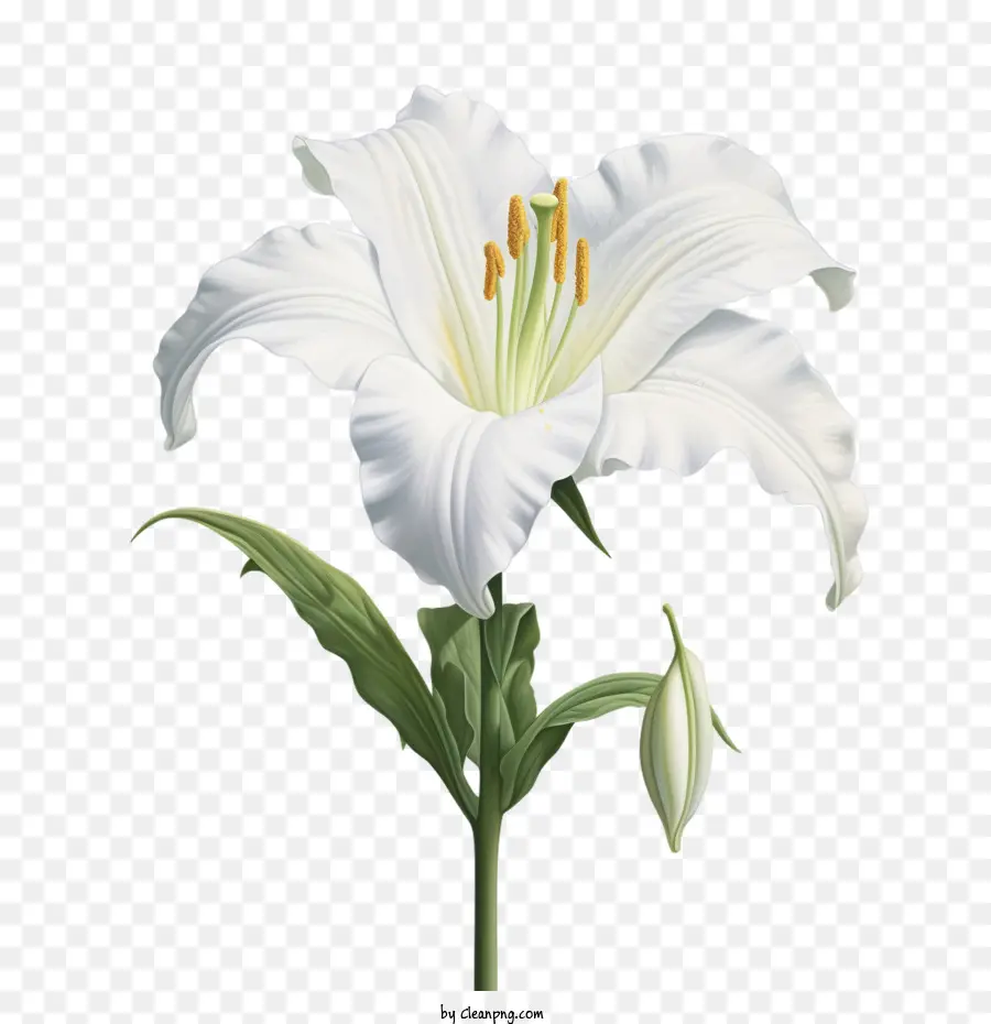 Lys，Lily 3d PNG
