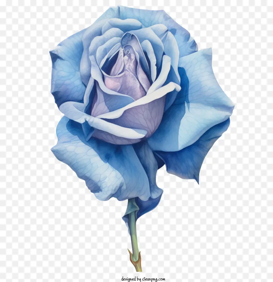 Rose Bleue，Rose Bleue Aquarelle PNG
