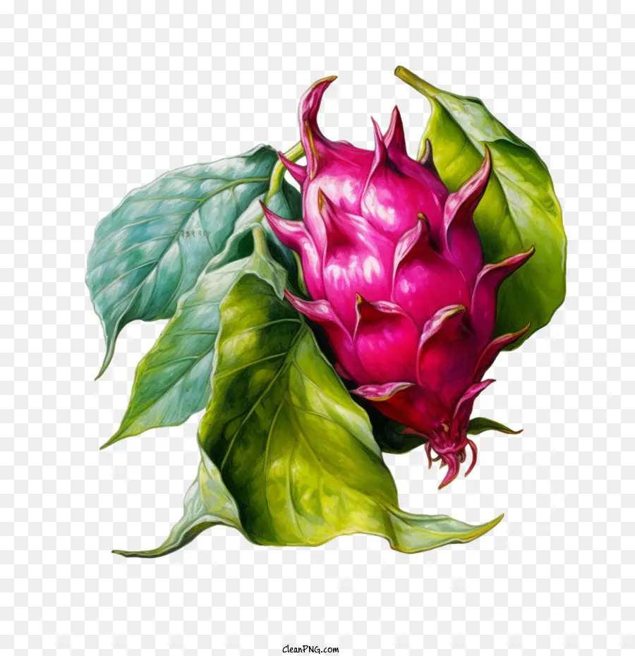 Fruit Du Dragon，Fruits De Roselle PNG