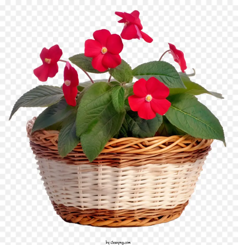 Fleur D'impatiens，Panier PNG