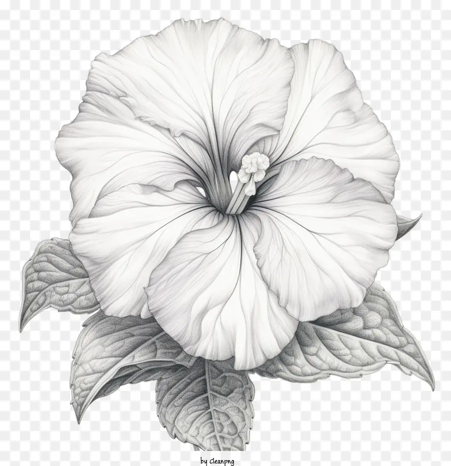 Fleur De Pétunia，Fleur PNG