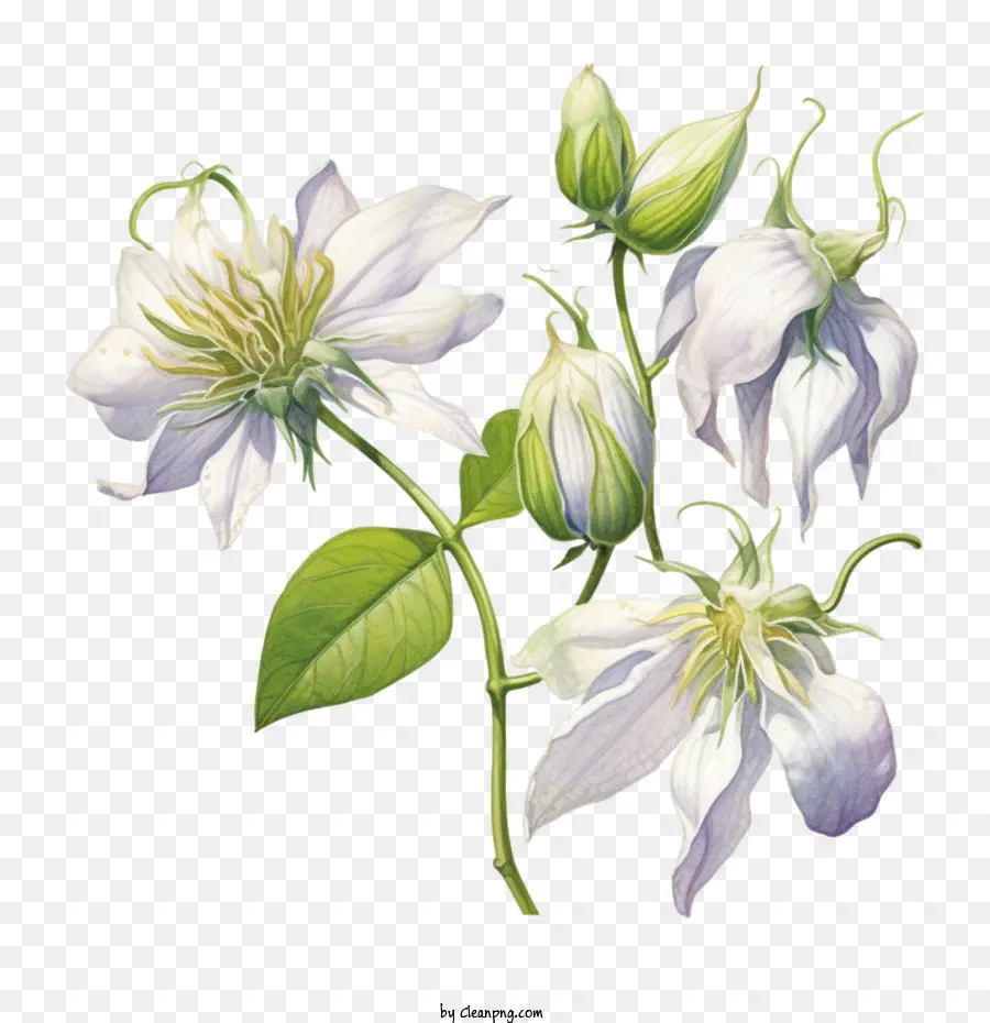 Fleur De Clématite，Fleurs Blanches PNG