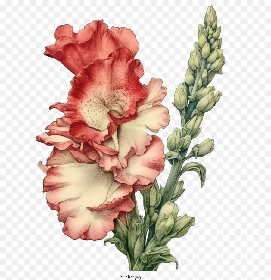 Snapdragon Fleur，Rose PNG