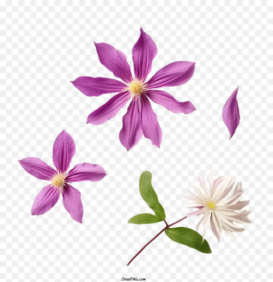 Fleur De Clématite，Fleur Pourpre PNG