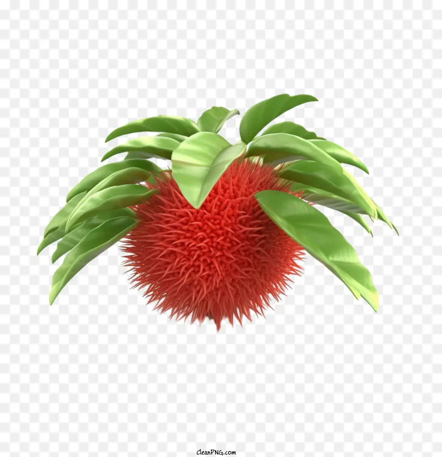 Fruit Du Rambutan，Fruits PNG