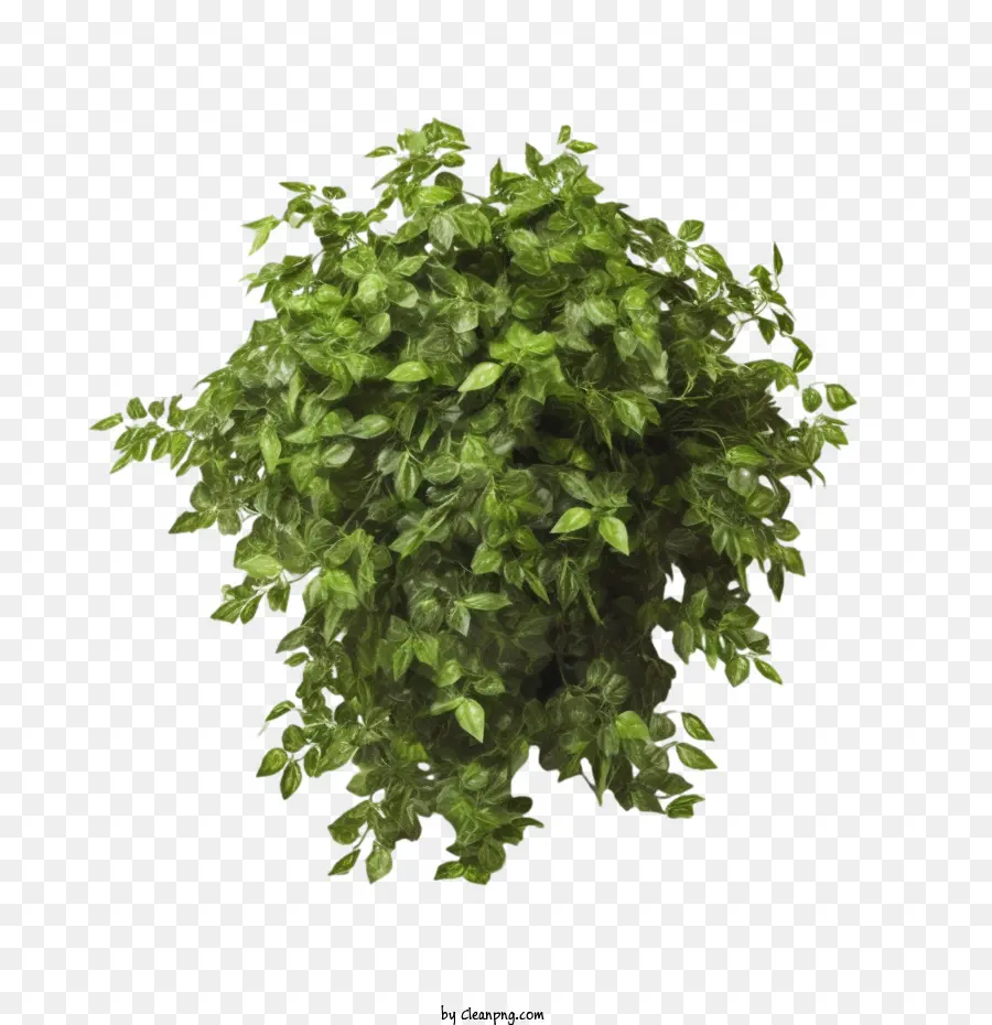 Ivy，Plante PNG