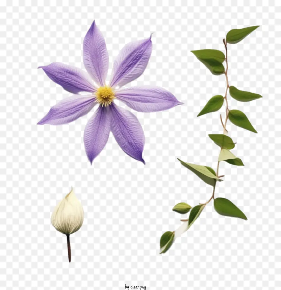 Fleur De Clématite，Fleur Pourpre PNG