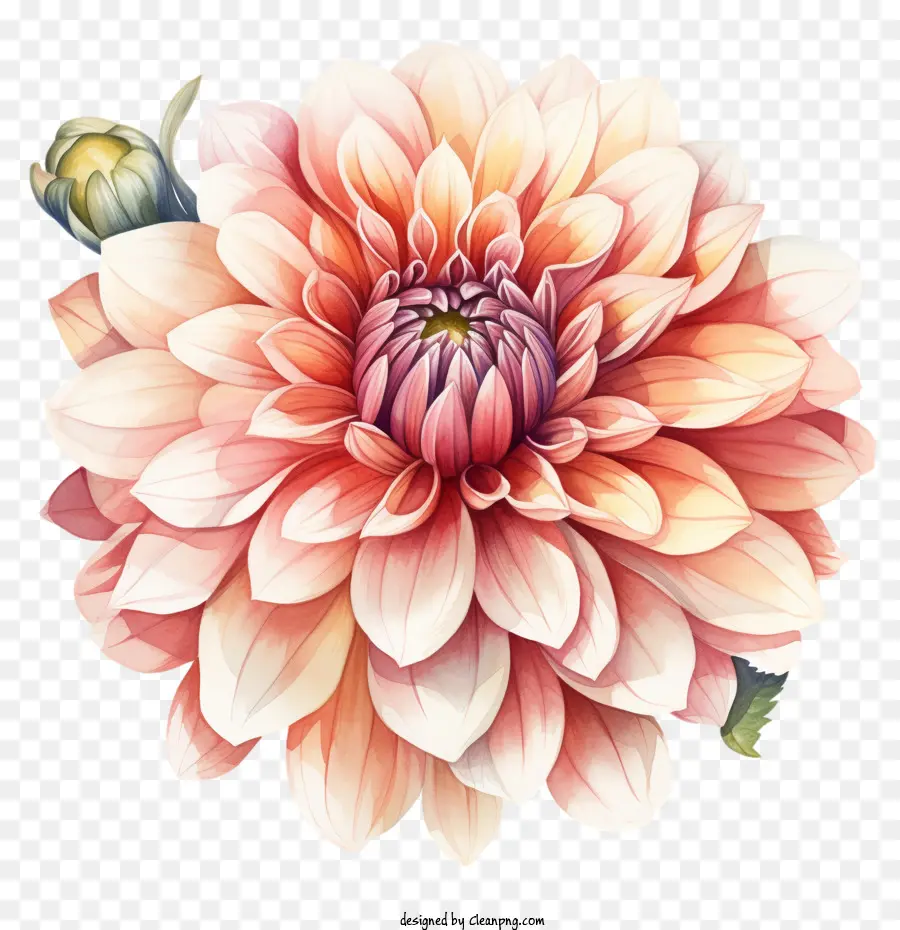 Dahlia Fleur，Fleur Rose PNG