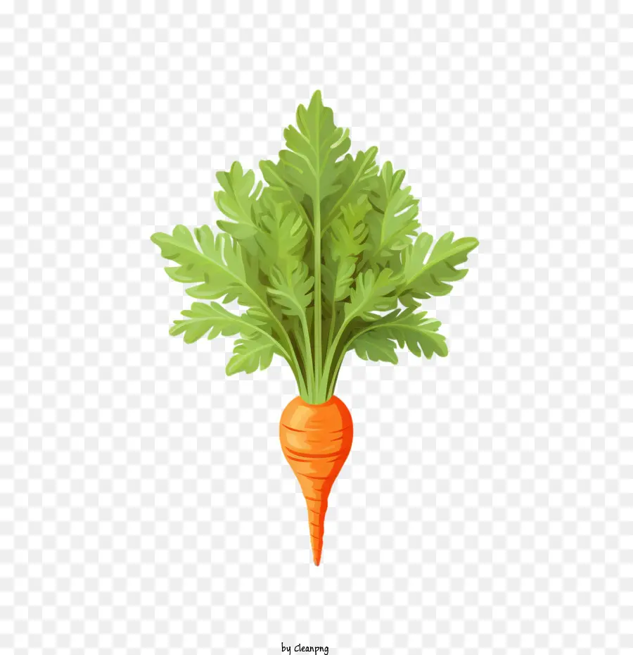 Carotte，Orange PNG