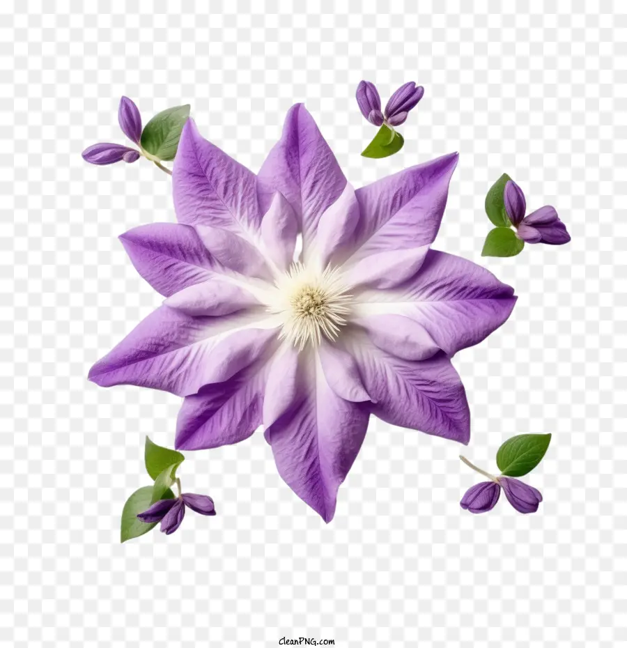 Fleur De Clématite，Fleur Violette PNG