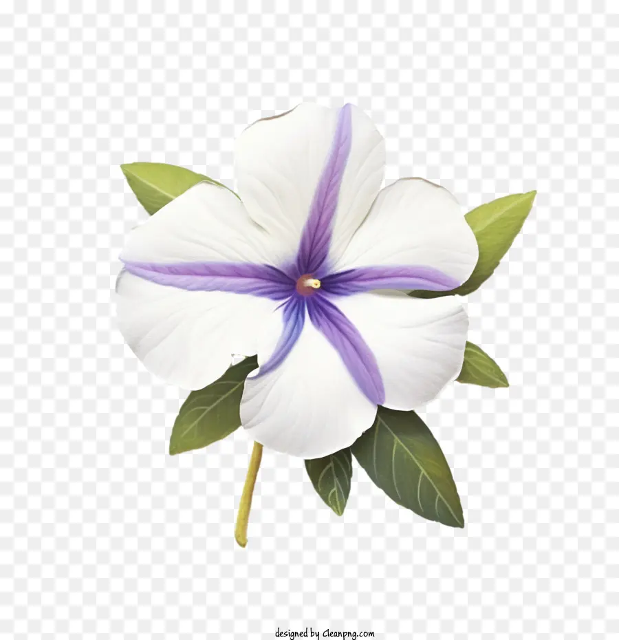 Vinca Fleur，Fleur Blanche PNG