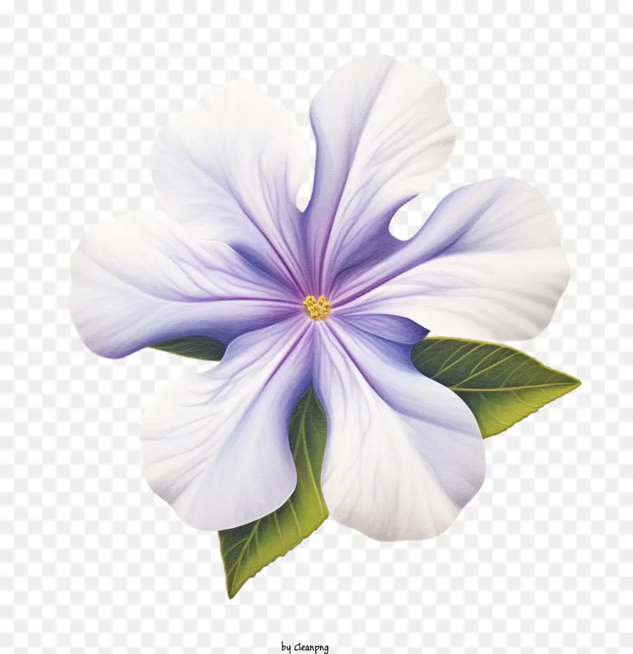 Vinca Fleur，Fleur PNG