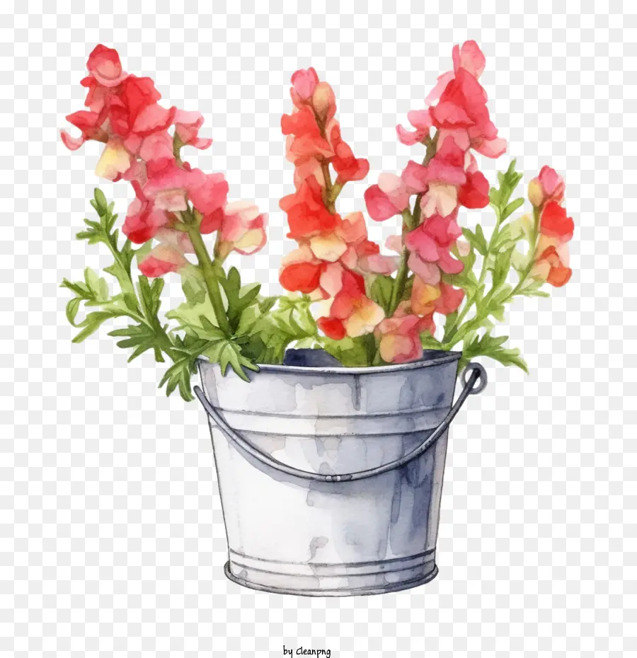 Snapdragon Fleur，Fleurs Roses PNG