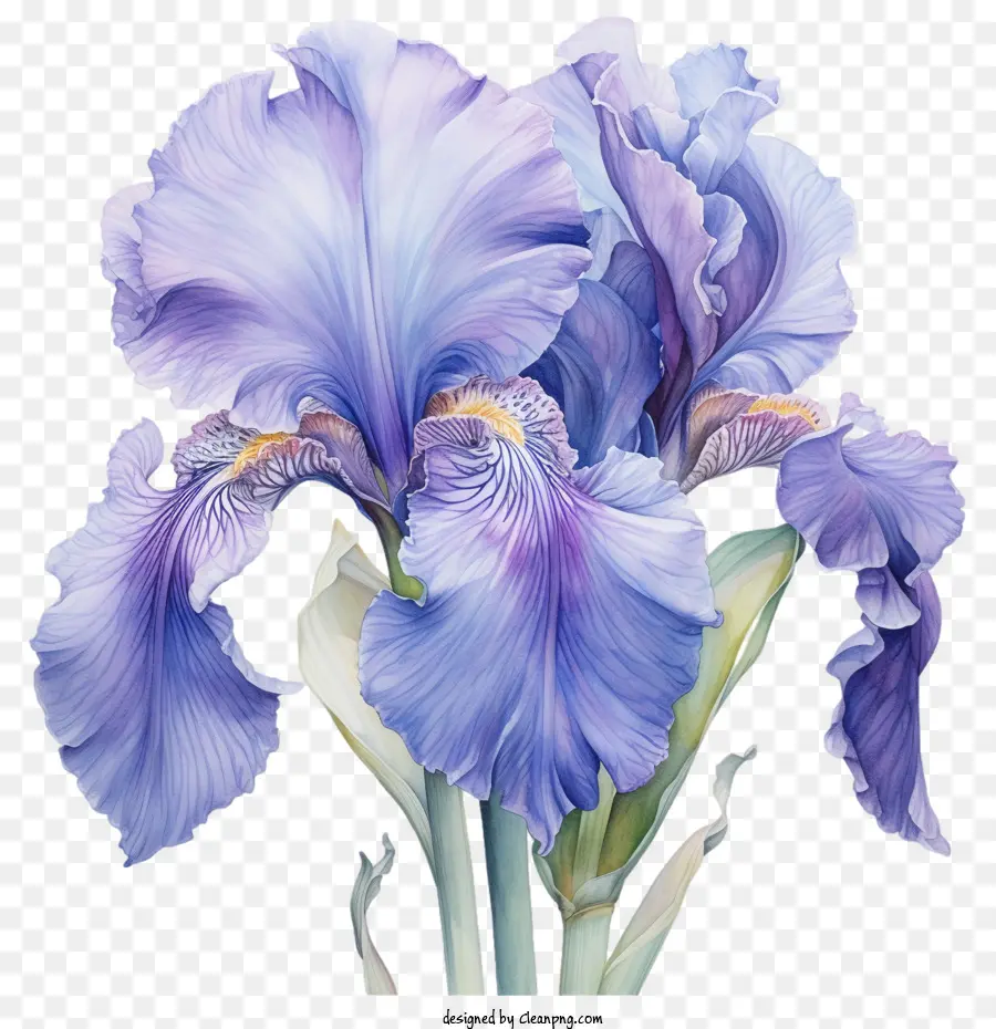 Iris，Fleur D'iris PNG