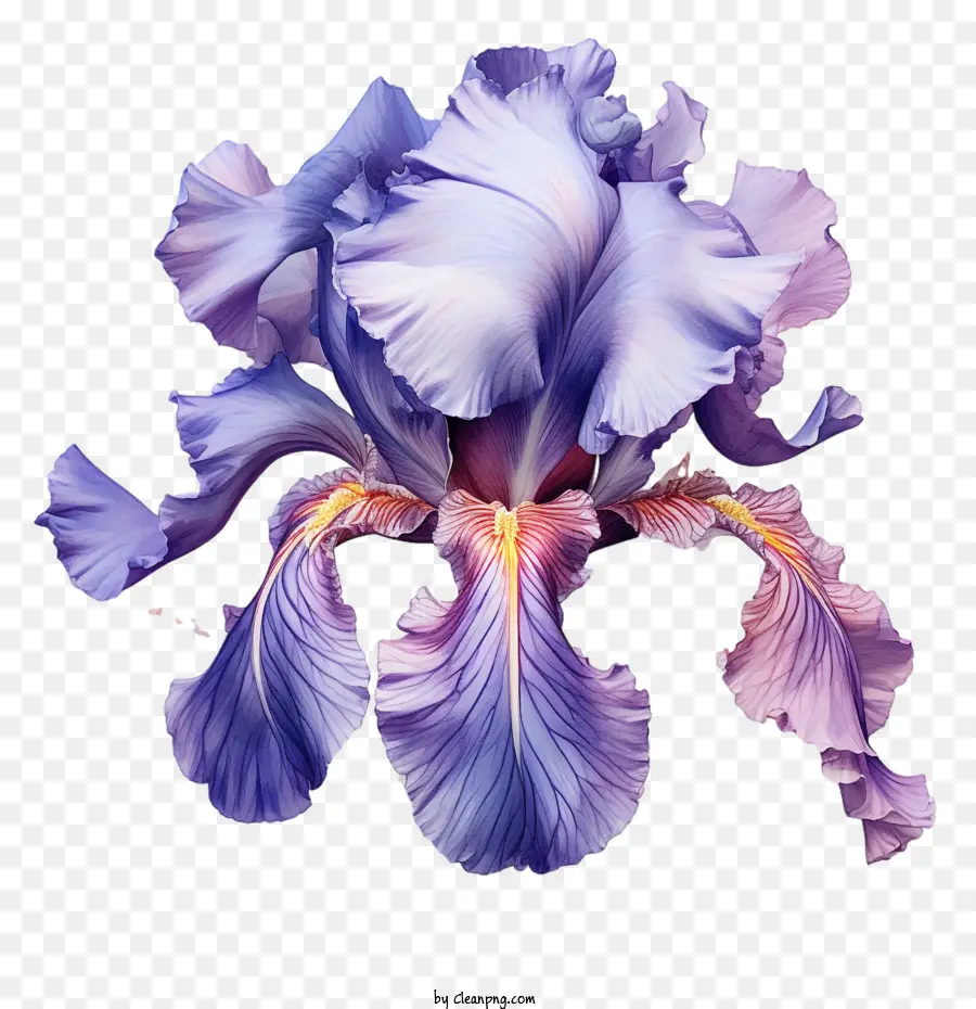 Iris，Iris Violet PNG