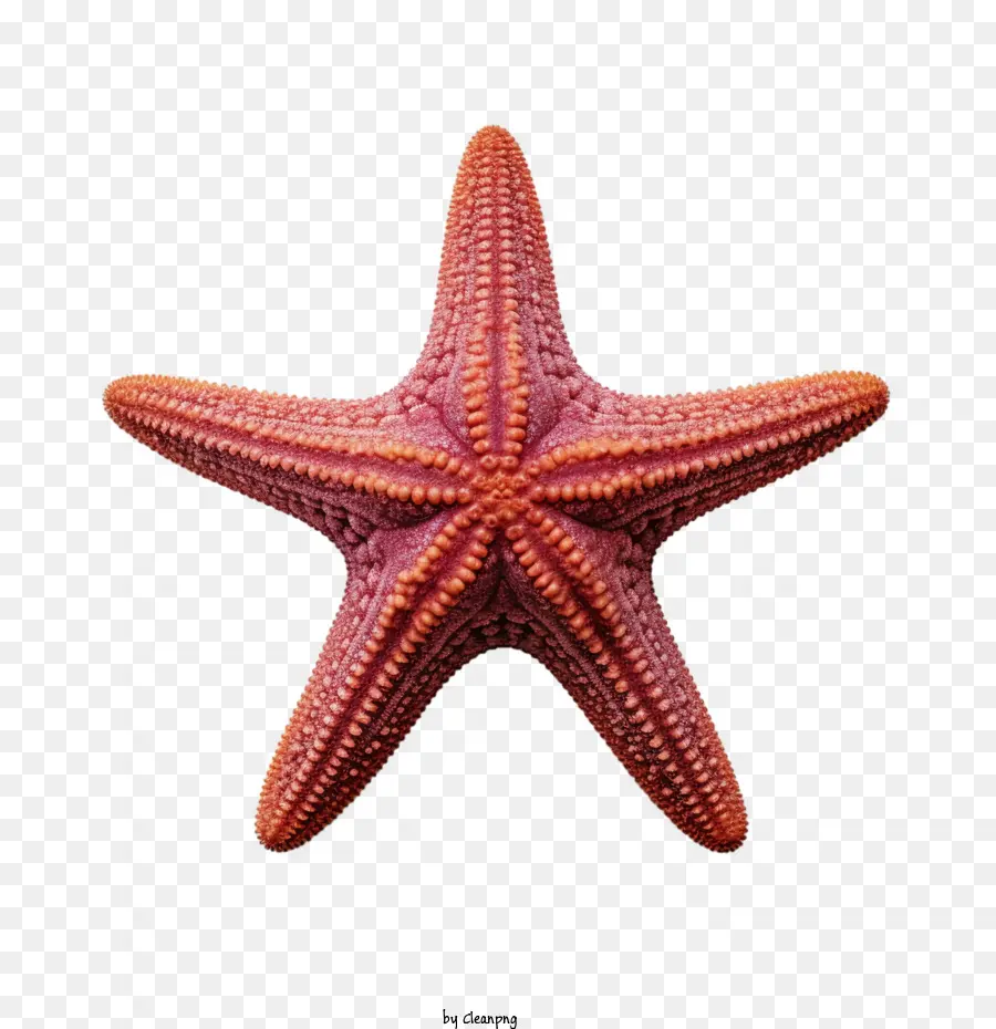 Les étoiles De Mer，Les Créatures De La Mer PNG
