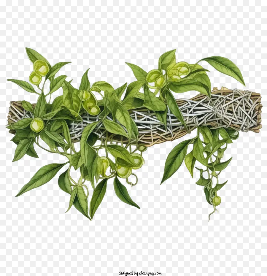 Plante Longue Verte，Plante Verte PNG