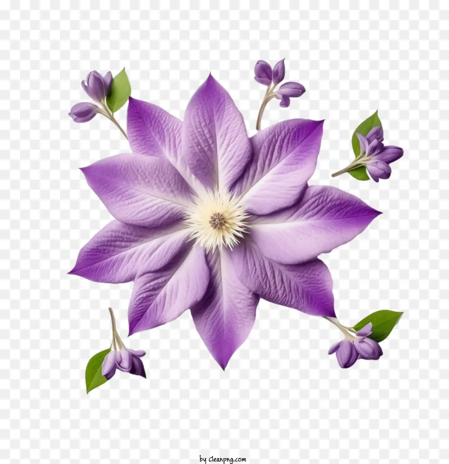 Fleur De Clématite，Violet PNG