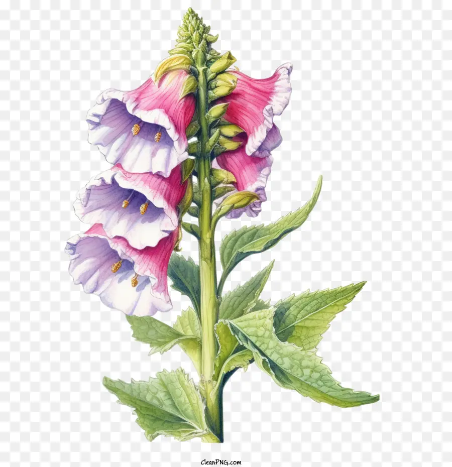 Fleur De Digitale，Fleur PNG