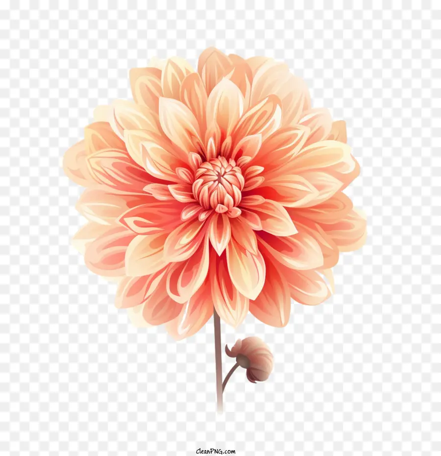 Dahlia，Fleur De Dahlia PNG