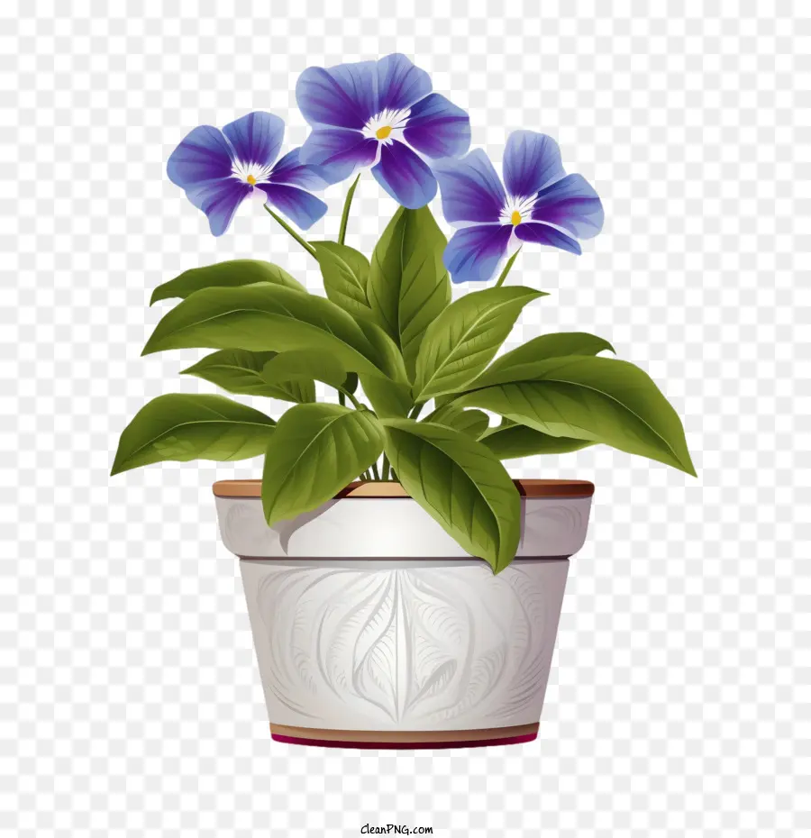 Vinca Fleur，Les Plantes En Pot PNG