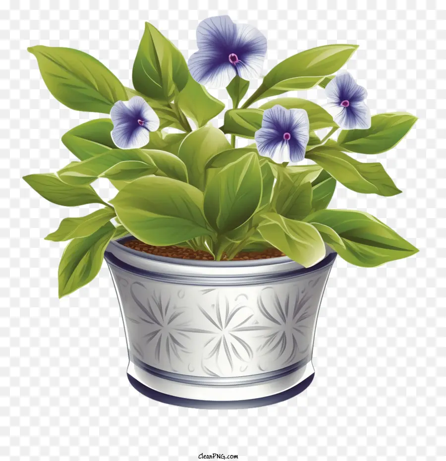 Vinca Fleur，Plante PNG