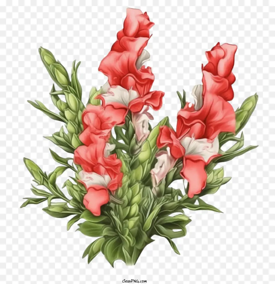 Snapdragon Fleur，Fleurs Rouges Et Blanches PNG