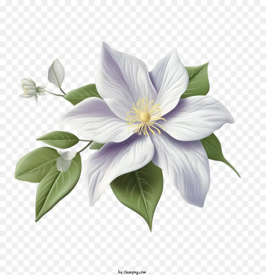 Fleur De Clématite，Fleur PNG