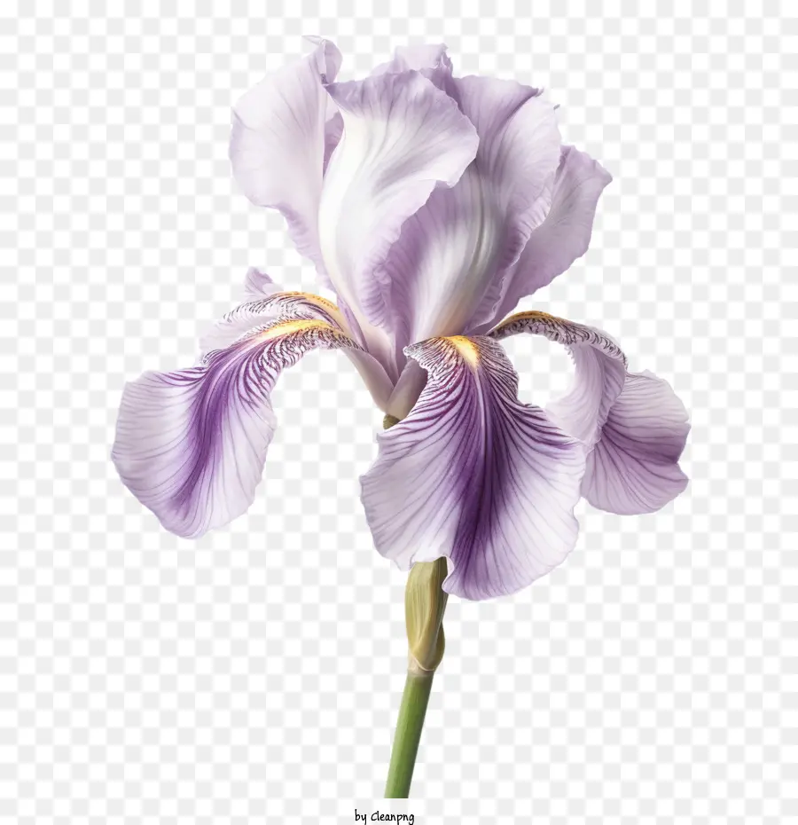 Fleur D'iris，Iris PNG