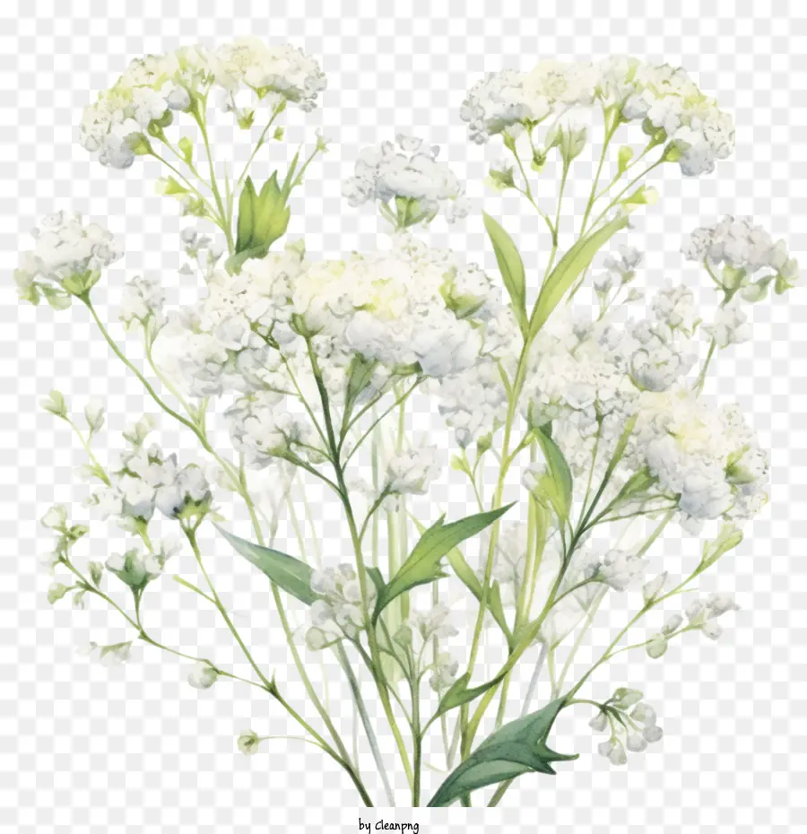 Fleur De Souffle De Bébé，Fleurs Blanches PNG