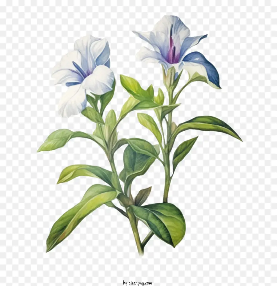 Vinca Fleur，Fleurs Blanches PNG