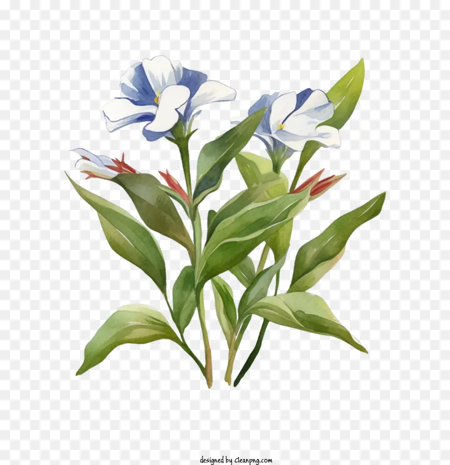 Vinca Fleur，Aquarelle PNG