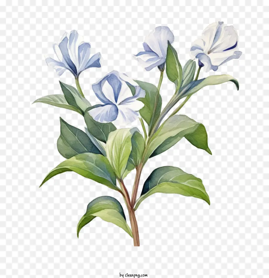Vinca Fleur，Blanc PNG