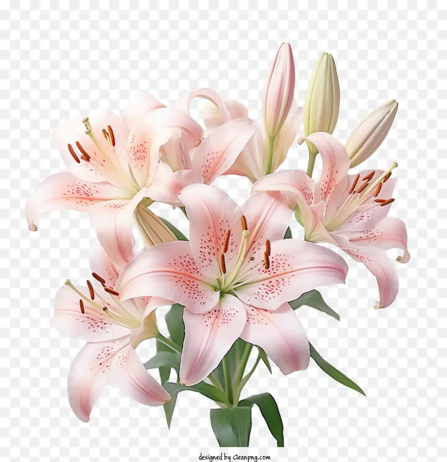 Fleur De Lys，Bouquet PNG