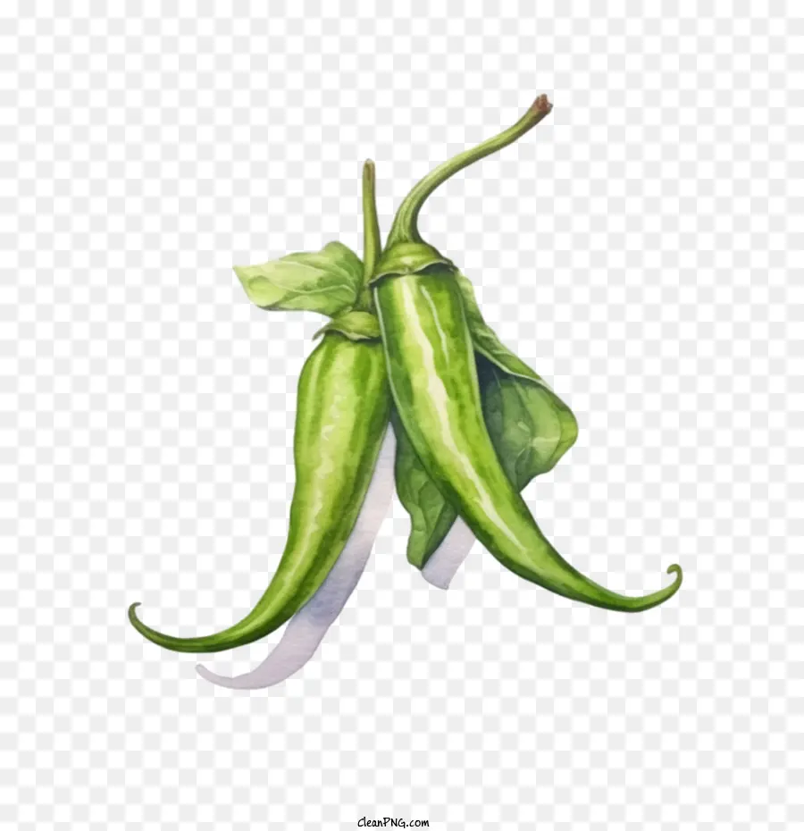 Piment Vert，Poivre PNG